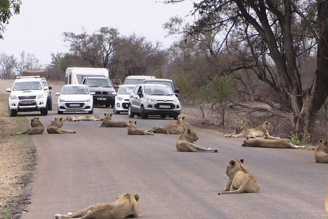 Nairobi Airport Layover Half Day Tour Nairobi National Park - Who should book this experience