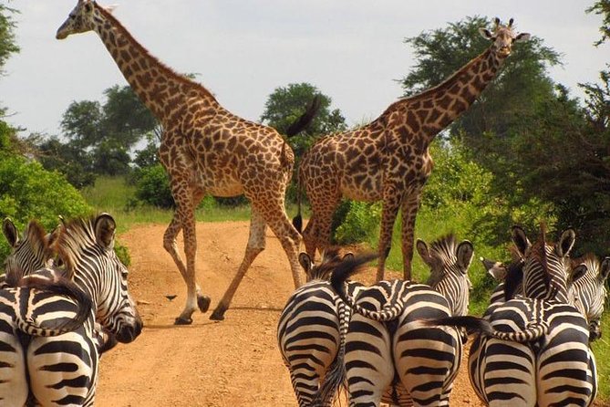 Nairobi Airport Layover Half Day Tour Nairobi National Park - Booking, cancellation, and useful planning details