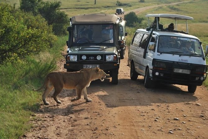 Nairobi Airport Layover Half Day Tour to Nairobi National Park - Why this safari works during a Nairobi layover