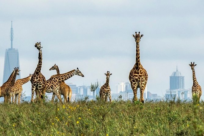 Nairobi Airport Layover Half Day Tour to Nairobi National Park - Ivory burning site and hippo pools