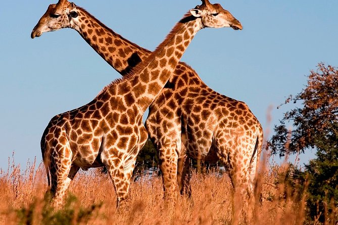 Nairobi Airport Layover Half Day Tour to Nairobi National Park - What the private format really gives you