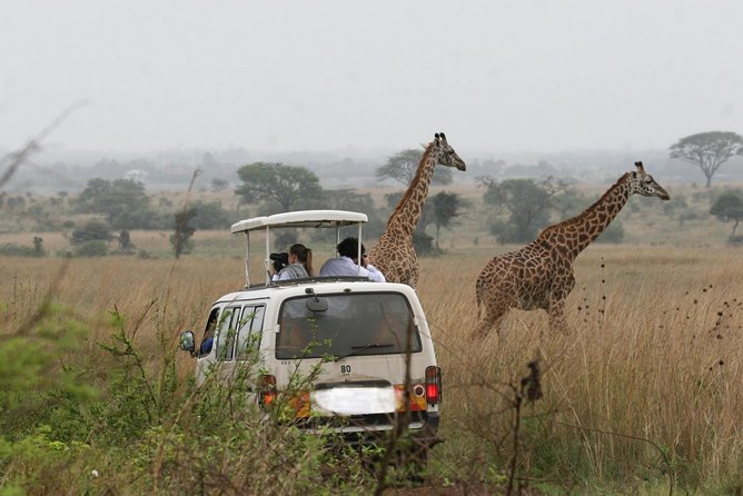 Nairobi Airport Layover Half Day Tour to Nairobi National Park - Who will get the most from this outing