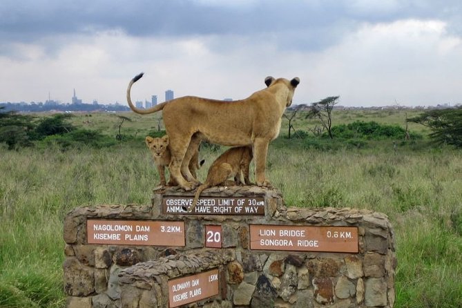 Nairobi Airport Layover Half Day Tour to Nairobi National Park - Four hours among Nairobi’s wild animals