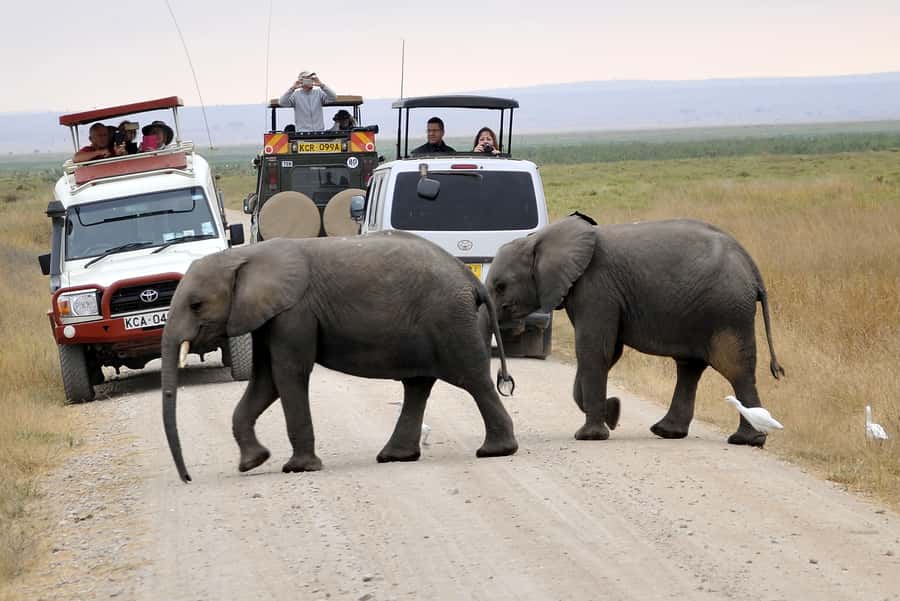 Nairobi: Amboseli National Park Day Trip with Masai Village - Birdlife around the marshes