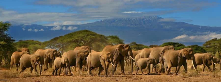 Nairobi: Amboseli National Park Day Trip with Masai Village - Guide quality and vehicle comfort