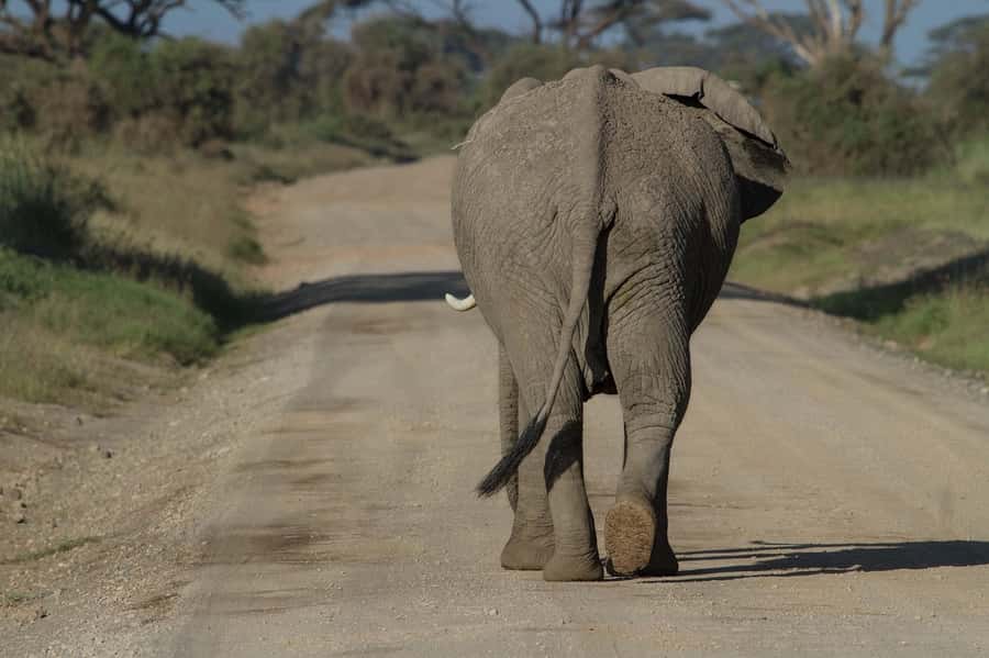 Nairobi: Amboseli National Park Tour & Maasai Village Visit - Booking flexibility and small details worth knowing