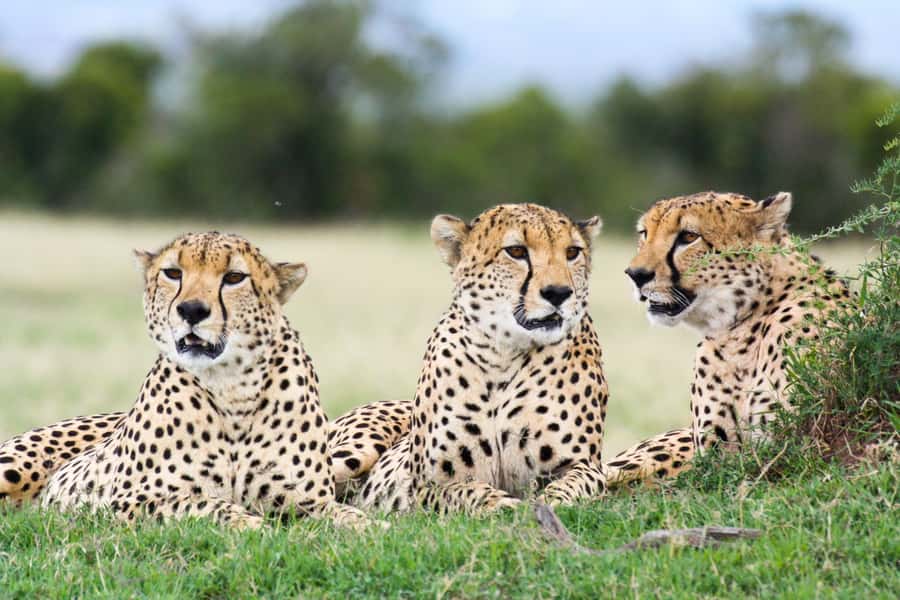 Nairobi: Amboseli National Park Tour & Maasai Village Visit - A Maasai village visit with local hosts