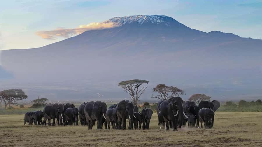 Nairobi: Amboseli National Park Tour & Maasai Village Visit - Who will enjoy this day most?