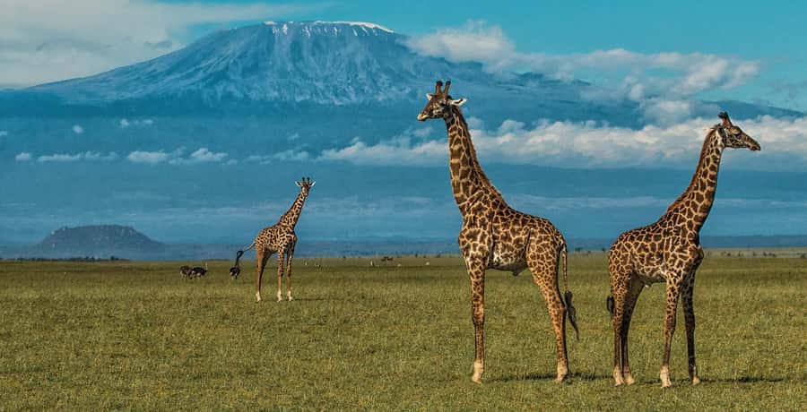 Nairobi: Amboseli National Park Tour & Maasai Village Visit - Practical packing advice for Amboseli