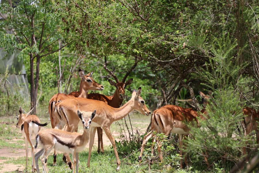 Nairobi: ATV/Quad Bike Wildlife Safari with Transfers & meal - Key points before you book