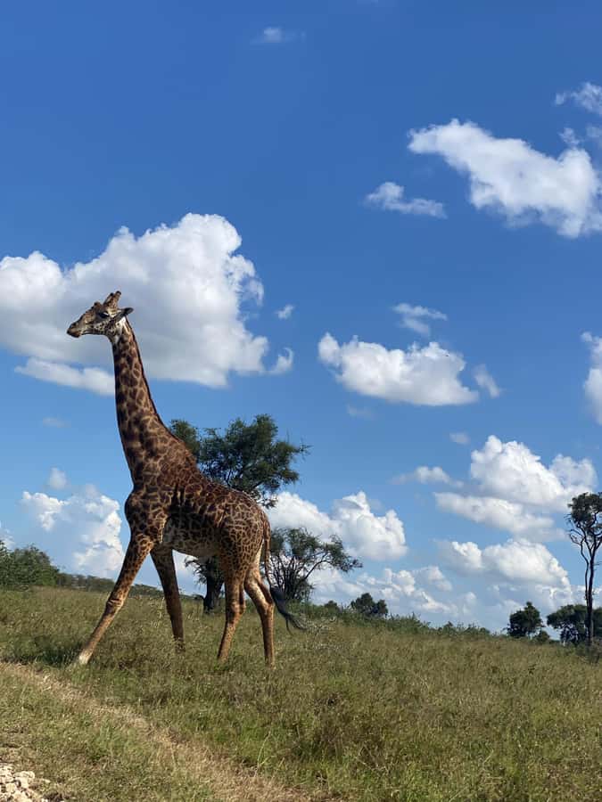 Nairobi: ATV/Quad Bike Wildlife Safari with Transfers & meal - Two hours through open savannah terrain
