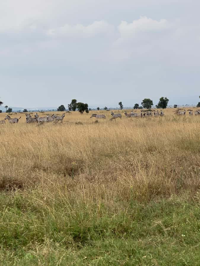 Nairobi: ATV/Quad Bike Wildlife Safari with Transfers & meal - Wildlife sightings, with no promises