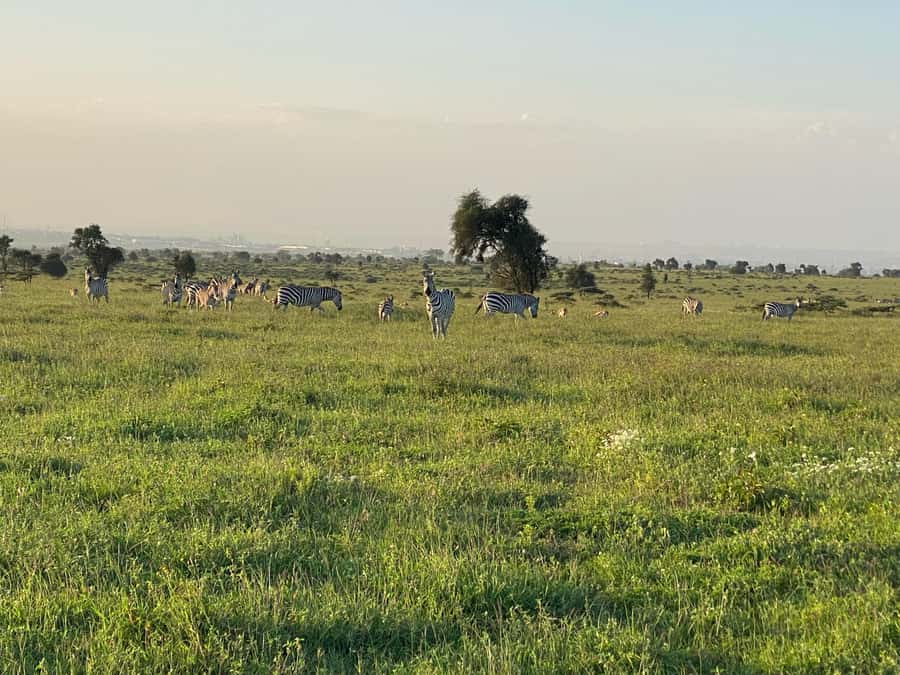 Nairobi: ATV/Quad Bike Wildlife Safari with Transfers & meal - Timing, weather, and what to bring