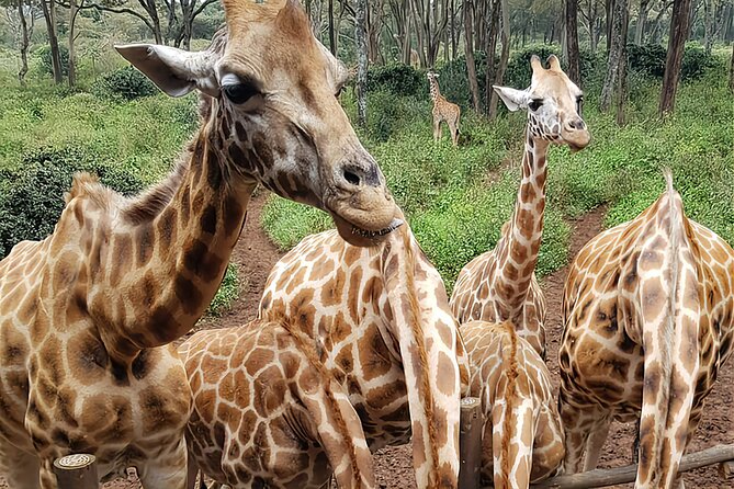Nairobi city sights, Giraffe Encounters and Bomas Kenya Tour - The Giraffe Centre: a close look at Rothschild giraffes