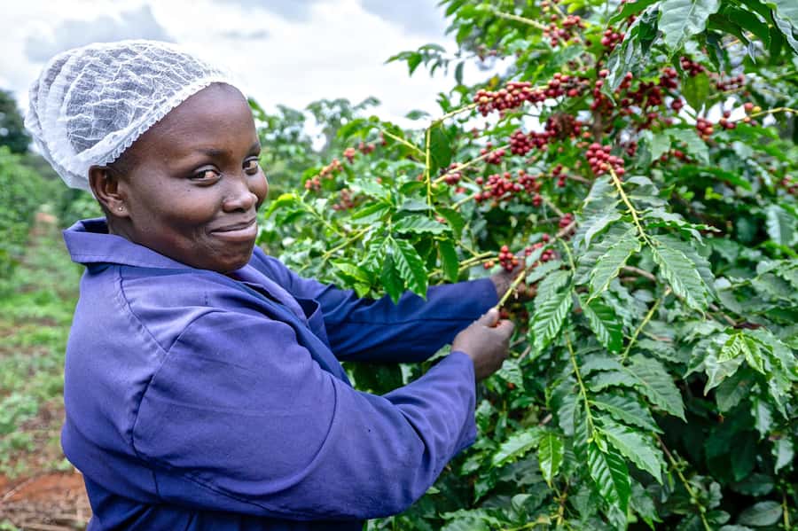 Nairobi: Coffee Factory and Farm Tour with Transfer - From Nairobi streets to coffee country