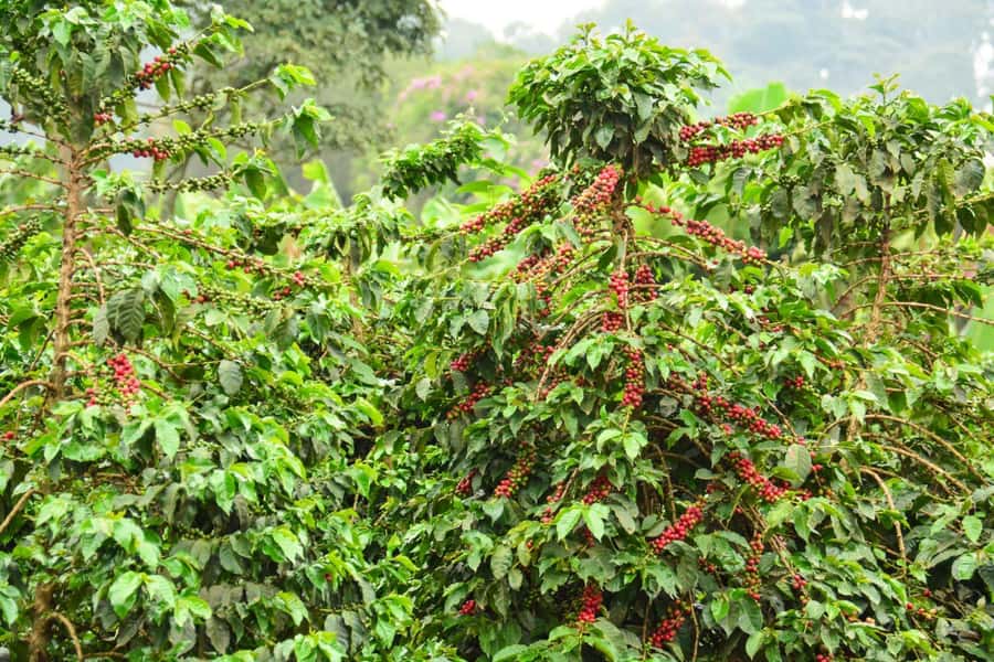 Nairobi: Coffee Factory and Farm Tour with Transfer - Timing, comfort, and practical preparation