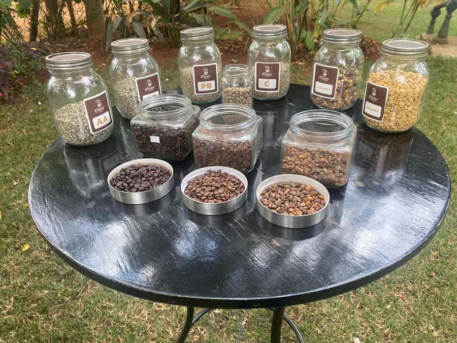 Nairobi: Coffee Factory and Farm Tour with Transfer - Walking through the coffee plants