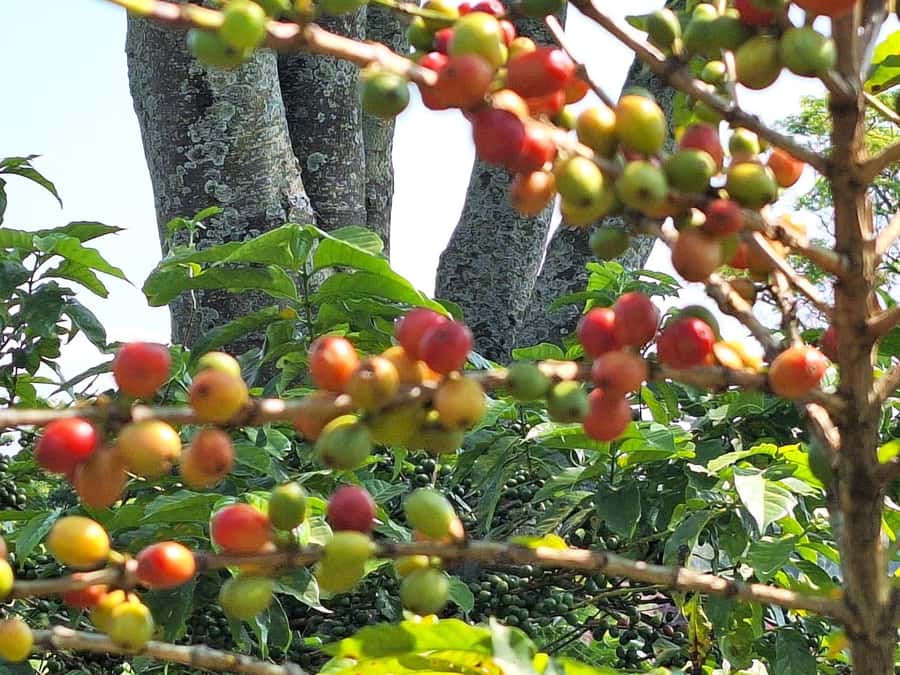 Nairobi: Coffee farm tour with pick up - Key points to know before you go