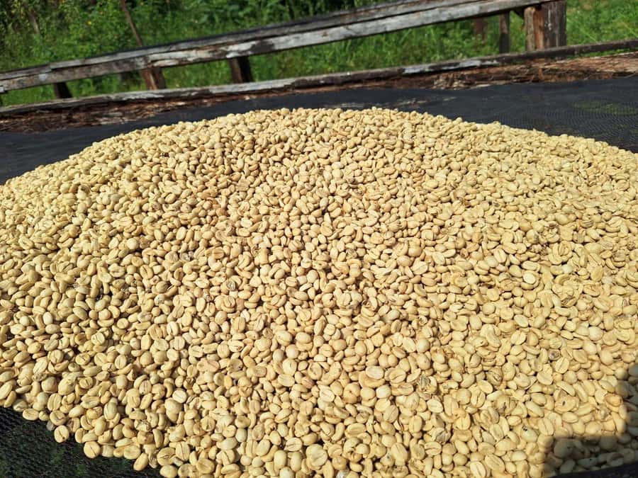 Nairobi: Coffee farm tour with pick up - Walking through the coffee fields