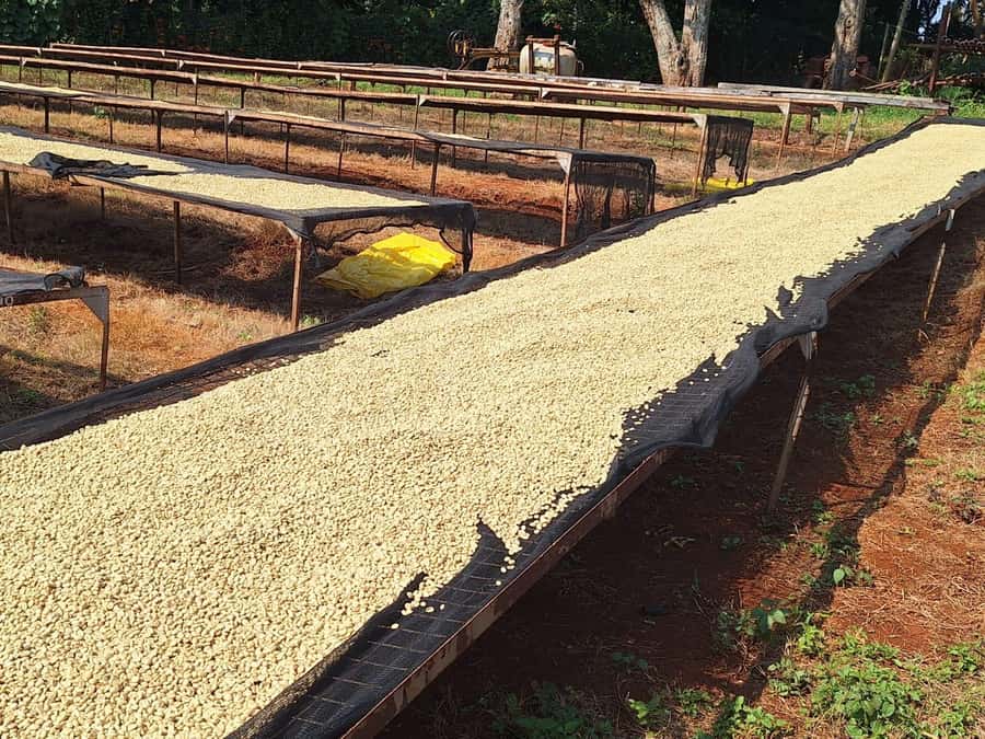 Nairobi: Coffee farm tour with pick up - Communication can shape the whole morning