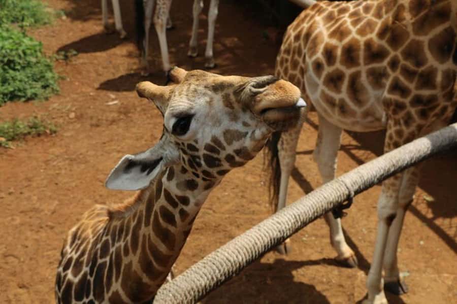 Nairobi: David Sheldrick Elephant Orphanage Visit - Should you book the David Sheldrick elephant visit?