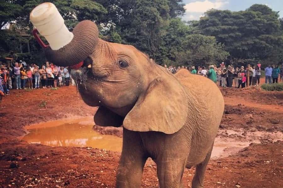 Nairobi: David Sheldrick Elephant Orphanage Visit - The drive from Nairobi and what pickup really offers