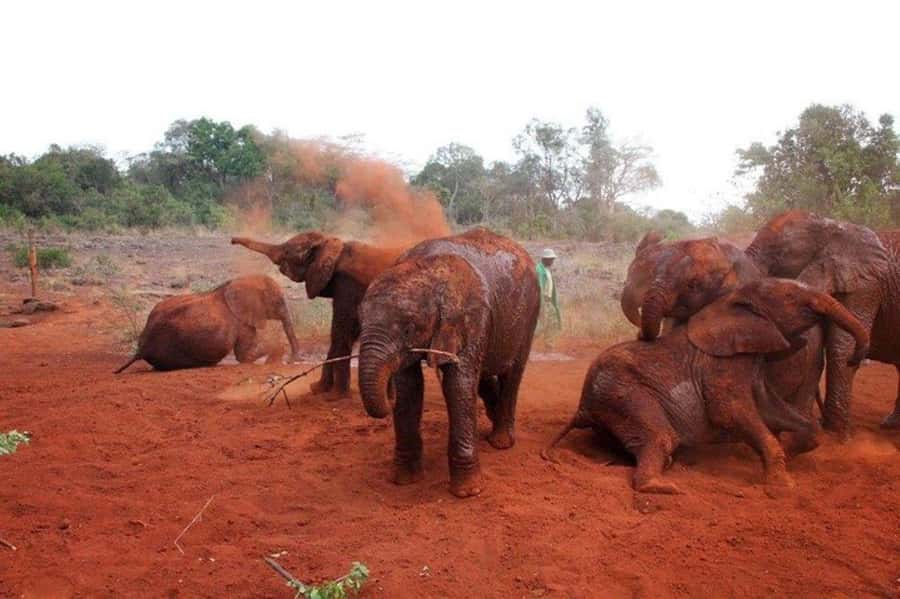 Nairobi: David Sheldrick Elephant Orphanage Visit - Watching the milk feeding and elephant play