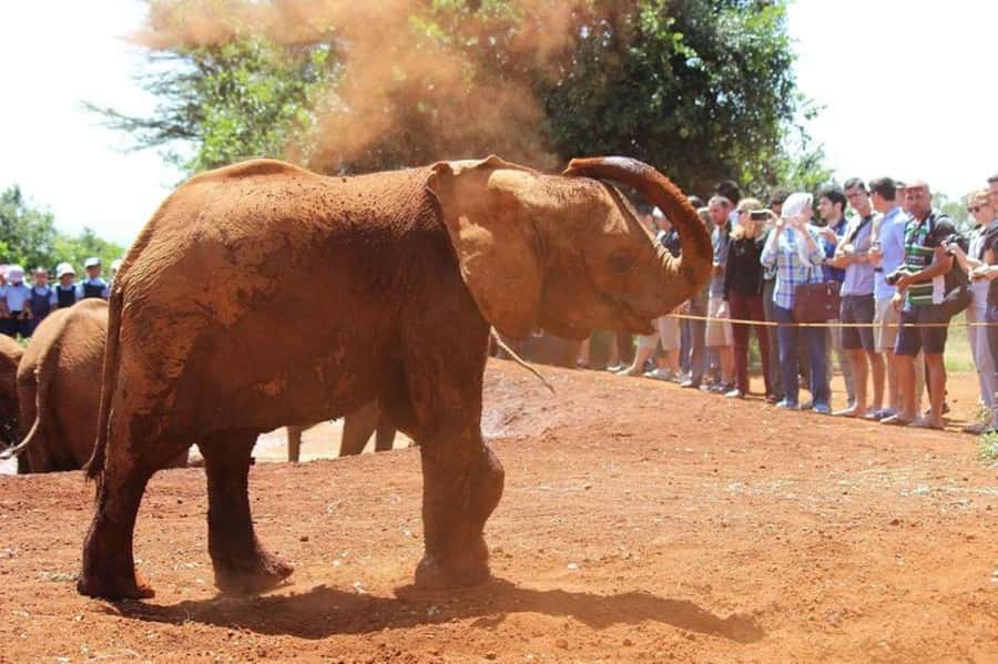 Nairobi: David Sheldrick Elephant Orphanage Visit - The conservation lesson behind the cute moments