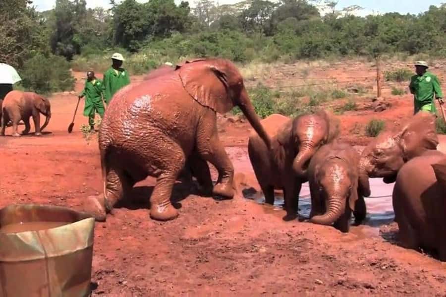 Nairobi: David Sheldrick Elephant Orphanage Visit - Arriving at the David Sheldrick Wildlife Trust