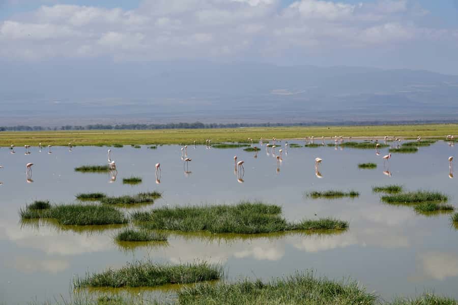 Nairobi: Day Tour to Amboseli National Park & Maasai Village - Key points before you book