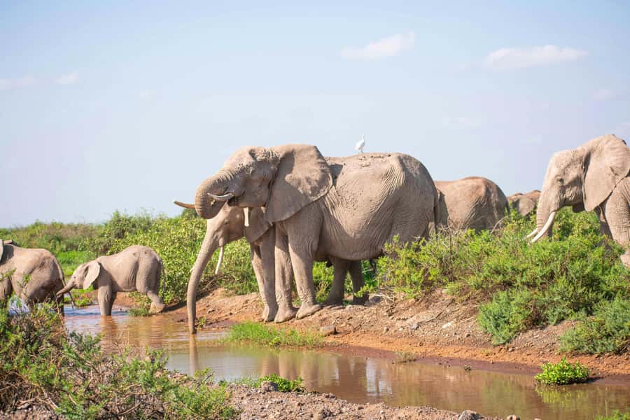 Nairobi: Day Tour to Amboseli National Park & Maasai Village - What the $75 price really gets you