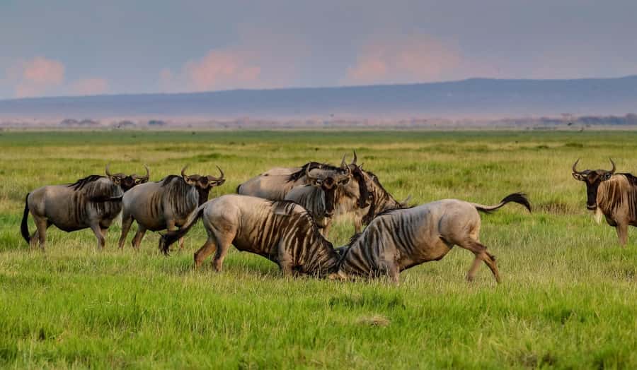 Nairobi: Day Tour to Amboseli National Park & Maasai Village - Entering Amboseli National Park