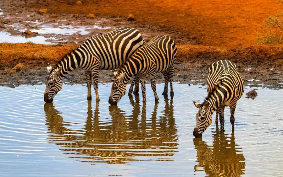 Nairobi: Day Tour to Amboseli National Park & Maasai Village - Five hours of wildlife watching