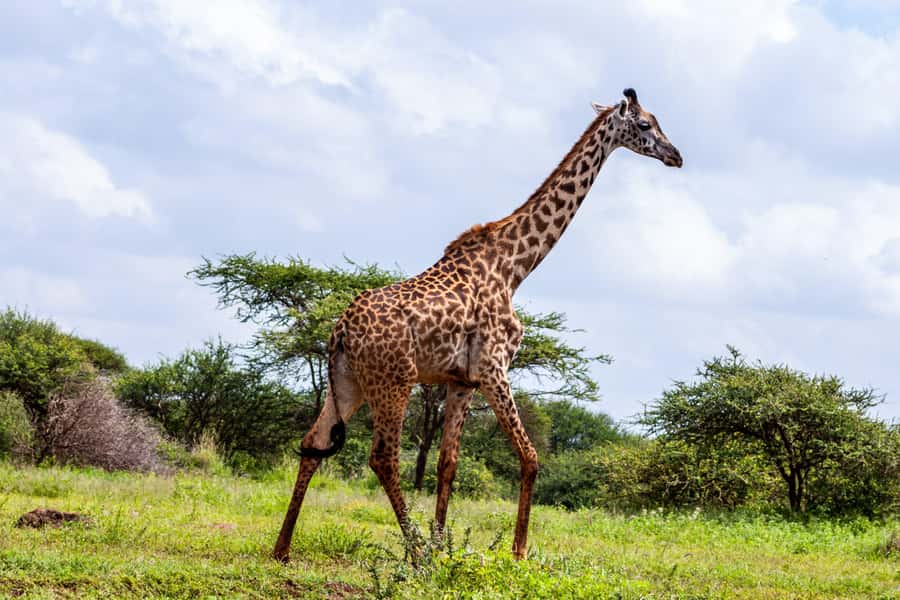 Nairobi: Day Tour to Amboseli National Park & Maasai Village - Lunch, food, and the midday pause