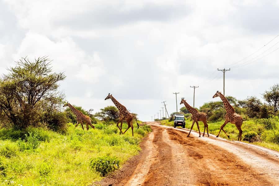 Nairobi: Day Tour to Amboseli National Park & Maasai Village - Meeting the Maasai community