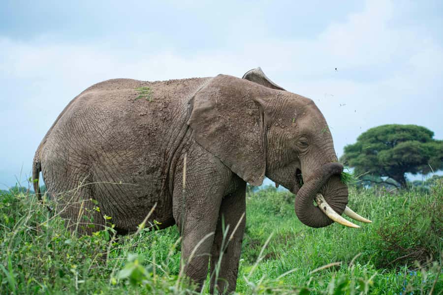 Nairobi: Day Tour to Amboseli National Park & Maasai Village - Why the return journey matters