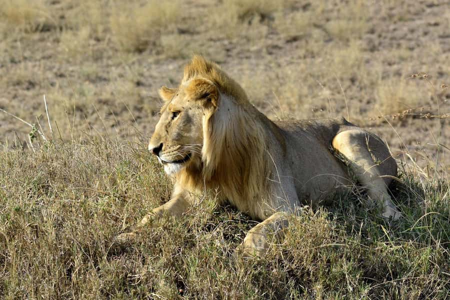 Nairobi: Day Tour to Amboseli National Park & Maasai Village - The early ride from Nairobi to Amboseli