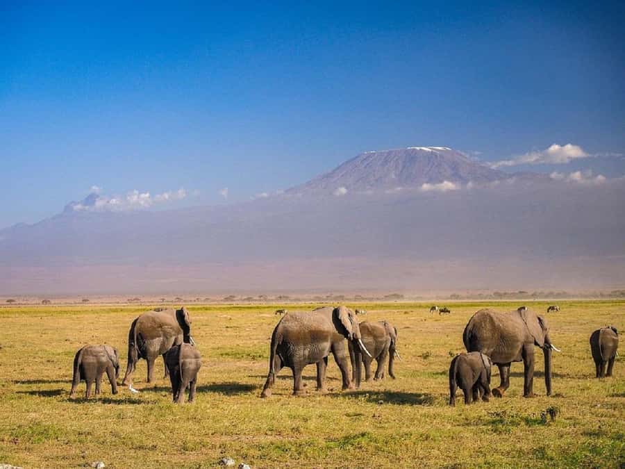Nairobi: Day Trip to Amboseli National Park - Why Amboseli works as a day trip from Nairobi