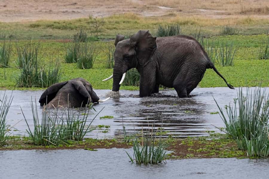 Nairobi: Day Trip to Amboseli National Park - Entering Amboseli around 10:00 AM
