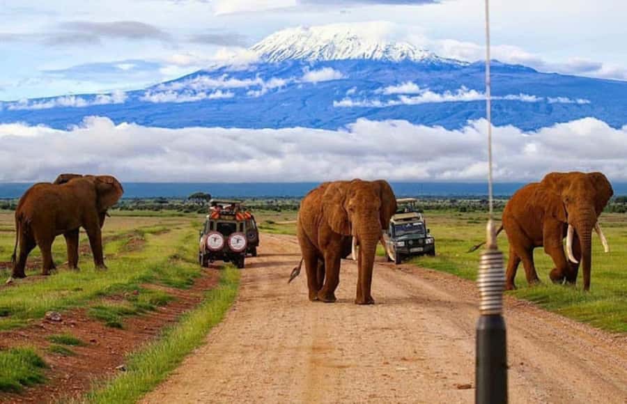Nairobi: Day Trip to Amboseli National Park - Morning game drive: elephants, lions, and cheetahs