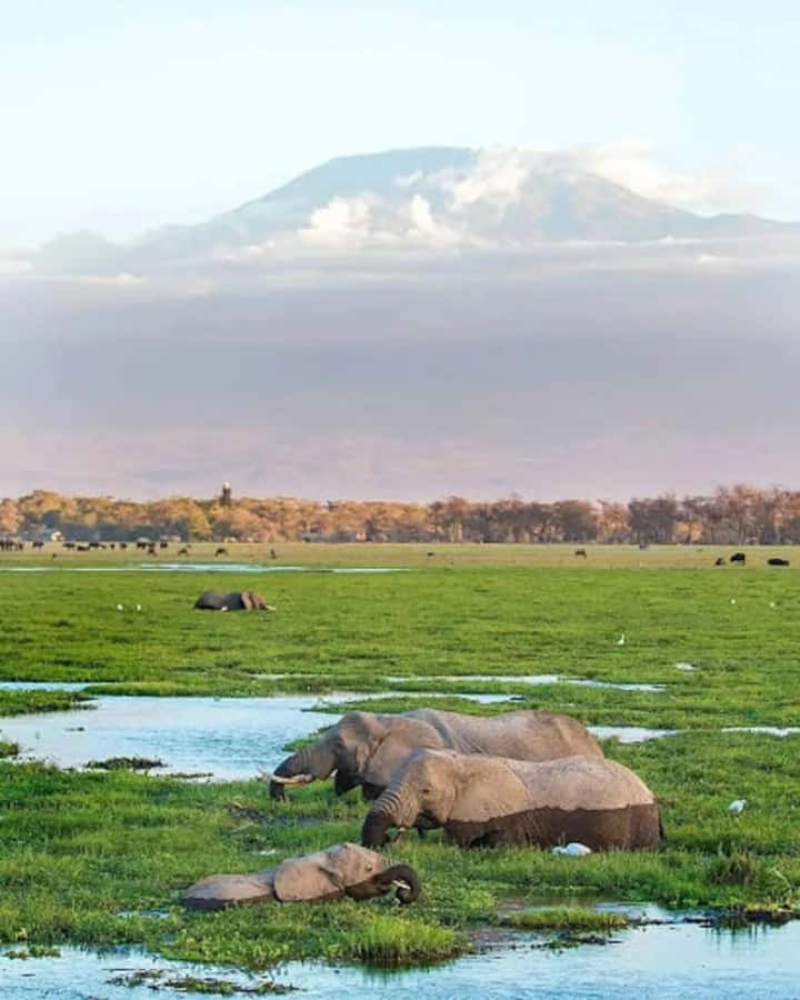 Nairobi: Day Trip to Amboseli National Park - The afternoon game drive and marshland wildlife