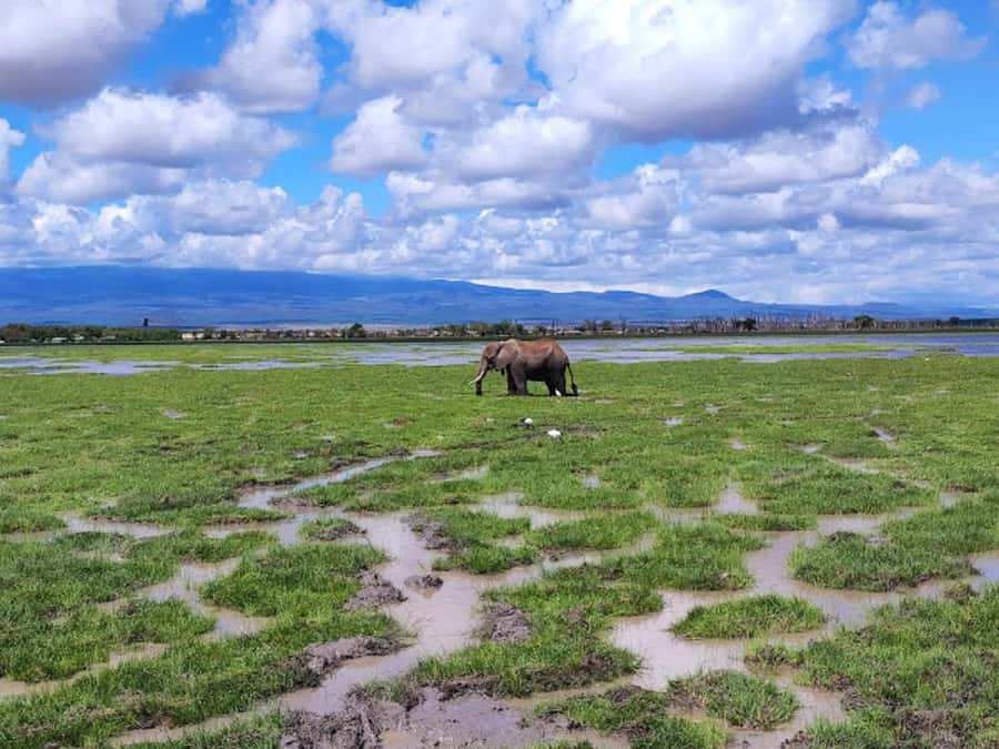 Nairobi: Day Trip to Amboseli National Park - What the $190 price really covers