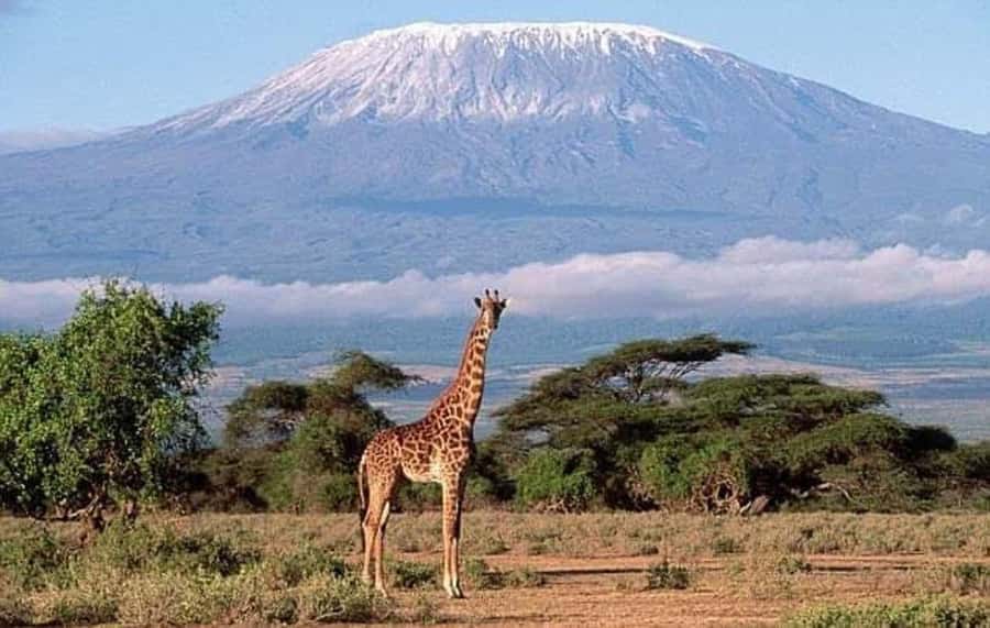 Nairobi:Day trip to Amboseli National park & Maasai village - Why Amboseli makes a strong day trip from Nairobi