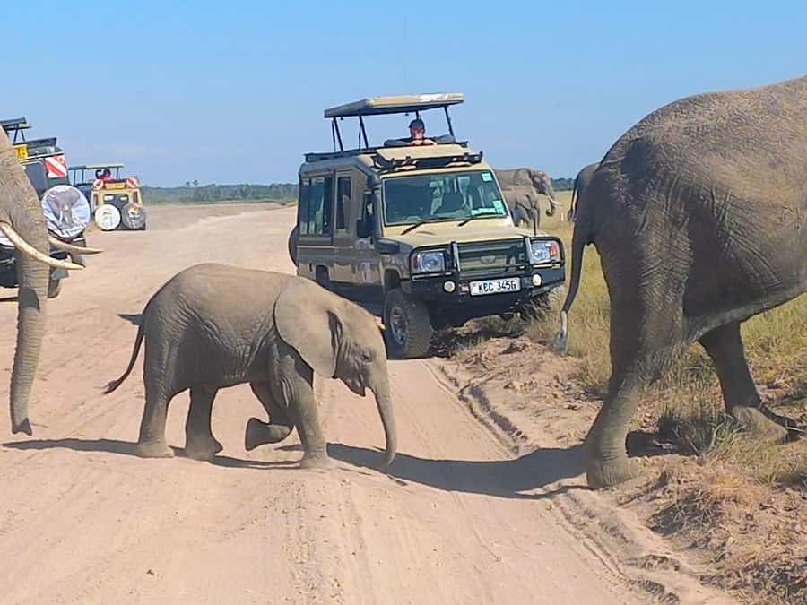 Nairobi:Day trip to Amboseli National park & Maasai village - Entering Amboseli and searching the open plains
