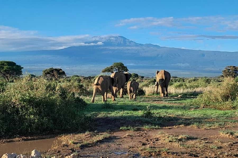Nairobi:Day trip to Amboseli National park & Maasai village - Kilimanjaro views, with a little patience