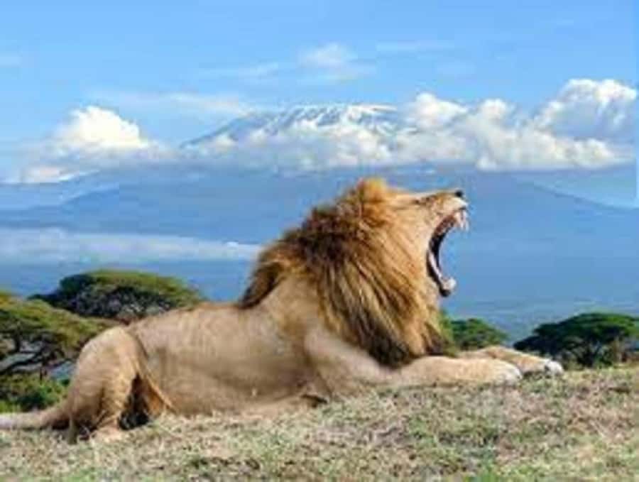 Nairobi:Day trip to Amboseli National park & Maasai village - The Maasai village visit adds a cultural stop