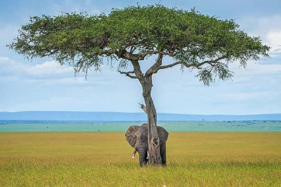 Nairobi:Day trip to Amboseli National park & Maasai village - The driver-guide can shape the whole day