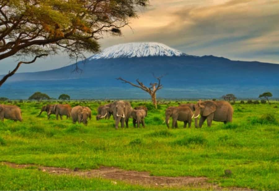 Nairobi:Day trip to Amboseli National park & Maasai village - Leaving Nairobi in a pop-up-roof safari van