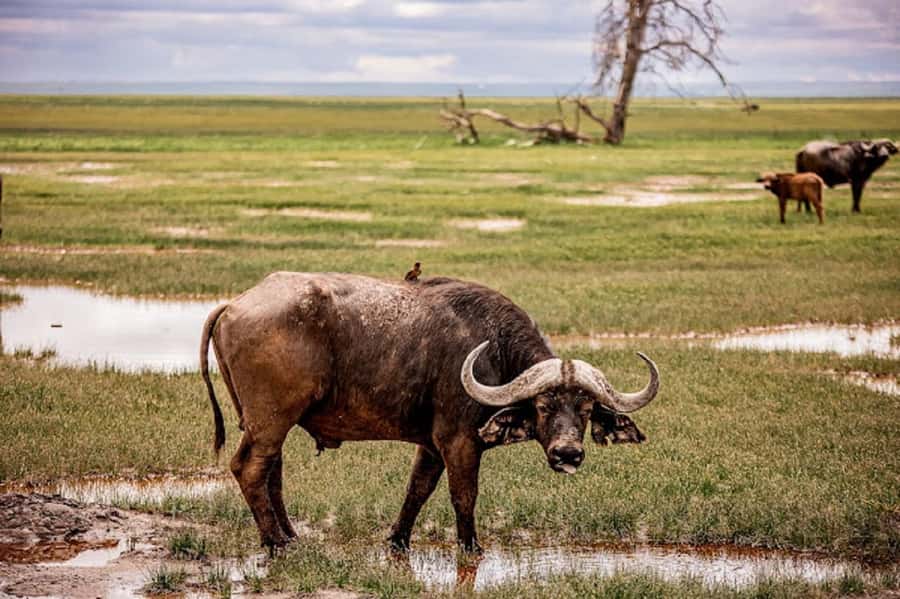 Nairobi: Day Trip to Amboseli National Park - Leaving Nairobi at 6:00 AM