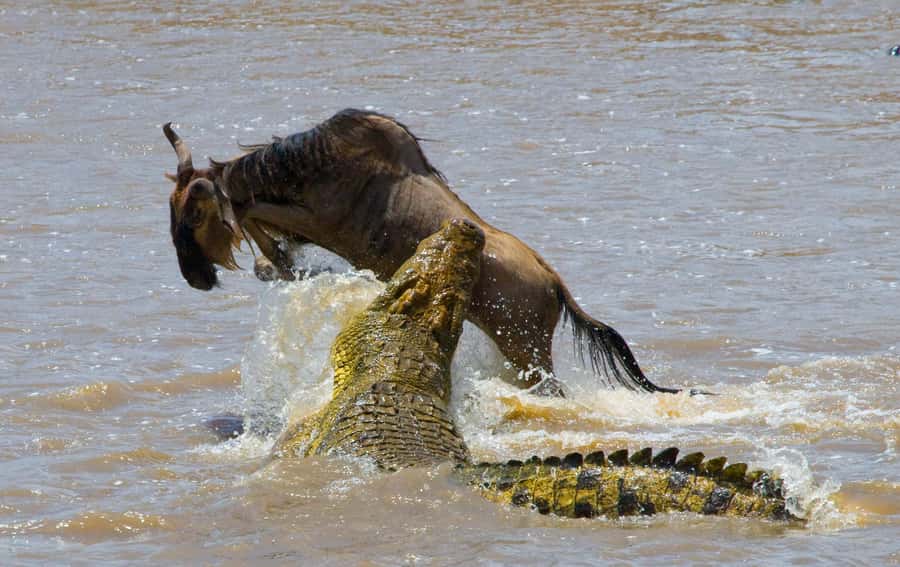 Nairobi: Day Trip to Maasai Mara Reserve & Maasai village - Key points to know before booking